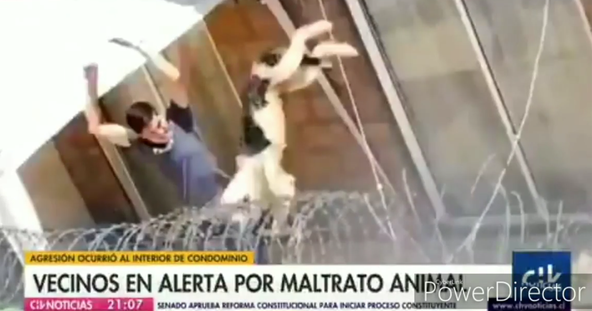 Ele foi condenado e proibido de ter animais de estimação pelo resto da vida!