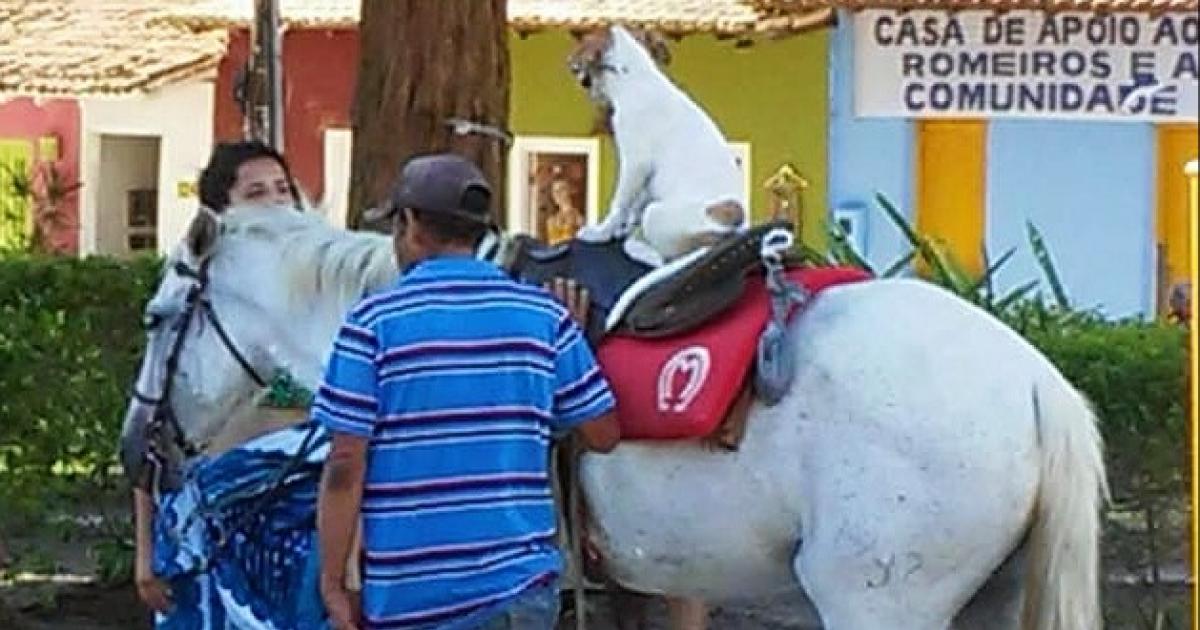 NO la explotación y malos tratos de animales en Arraial D'Ajuda / BA