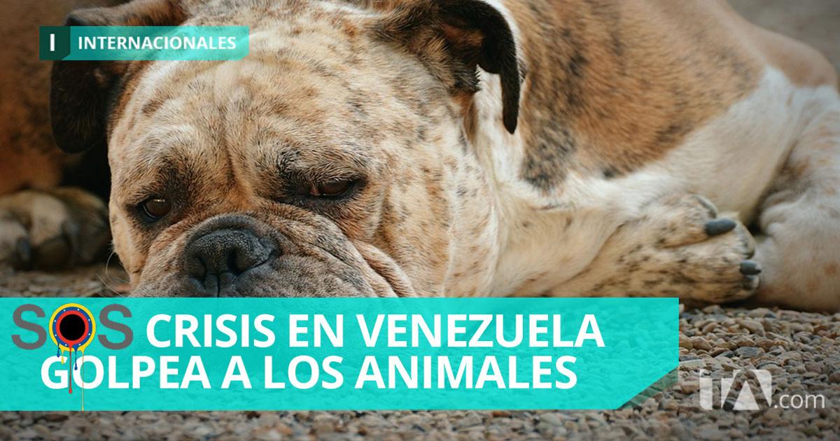 Hacer valer Leyes y crear nuevas para proteger a los animales domésticos y la flora y fauna