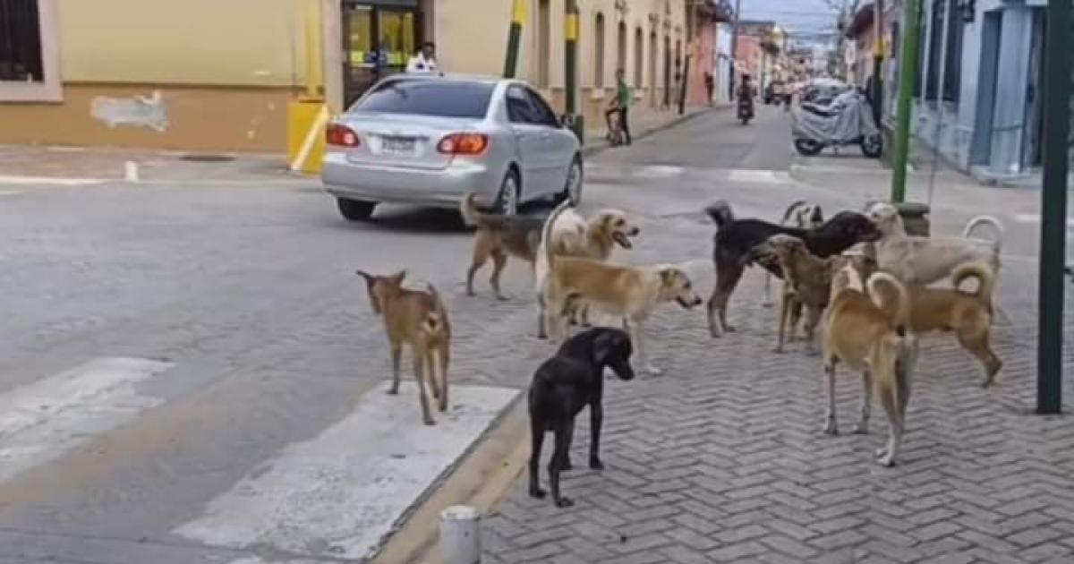 Una campaña de esterilizacion en perros callejeros