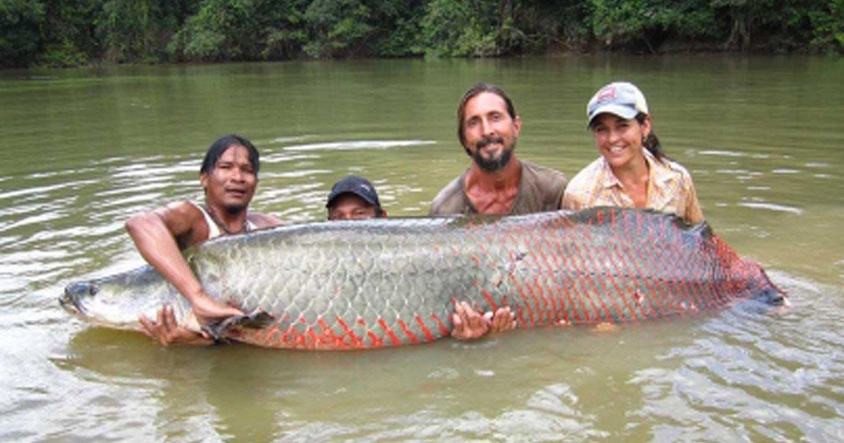 Salvemos al paiche peruano de su extinción