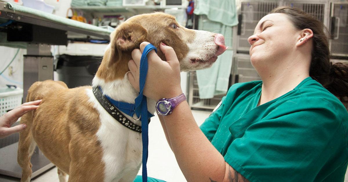 Pedimos al Gobierno Nacional, Provincial y Municipal hospitales veterinarios gratuitos