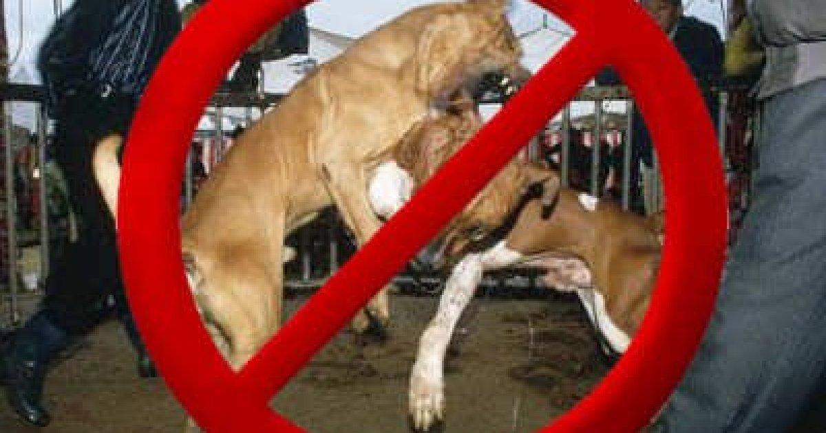 Ley para que el que hace pelear a los perros tenga su castigo! 