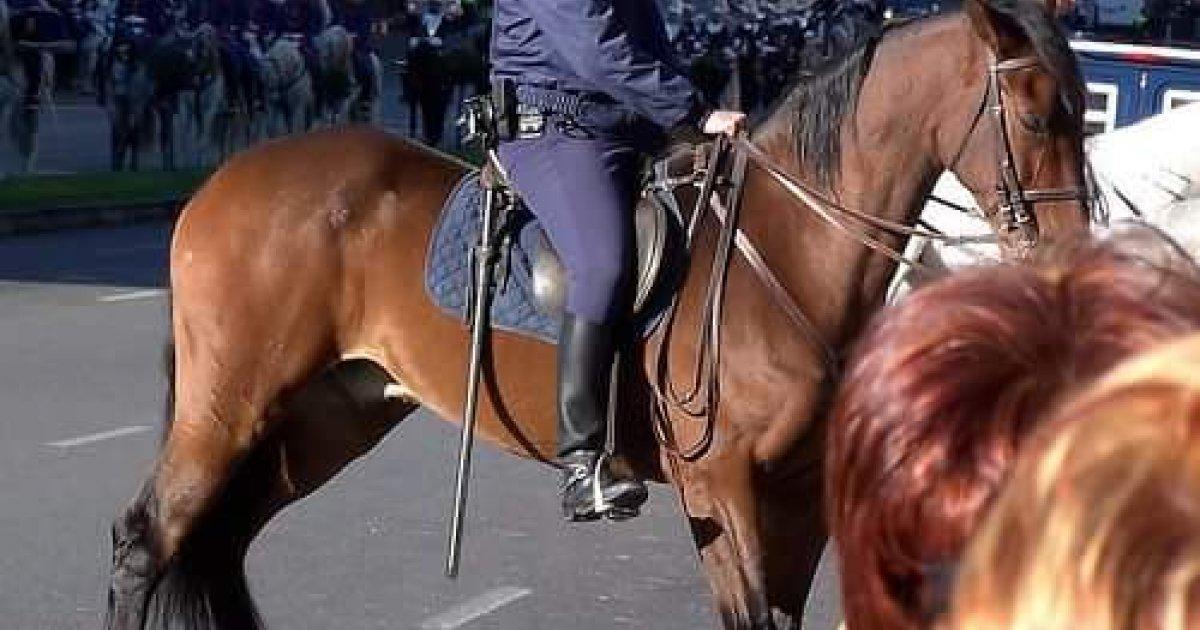 Salvar a los Caballos y Perros Expuestos a Ruidos Espantosos para sus Oídos