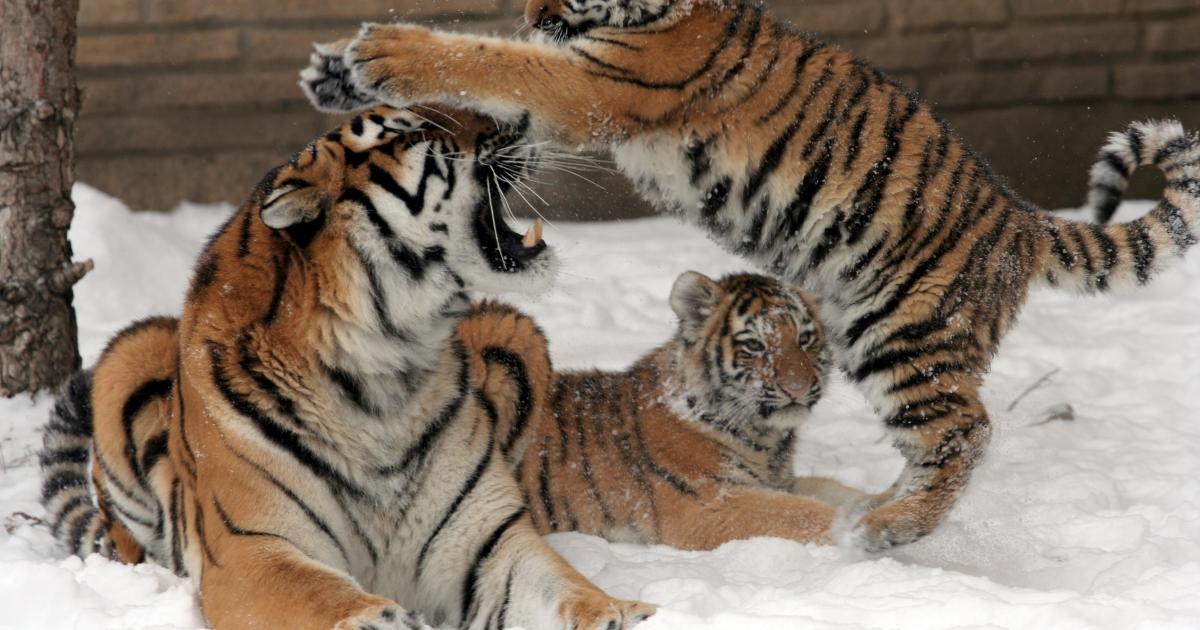 Save the Siberian Tigers