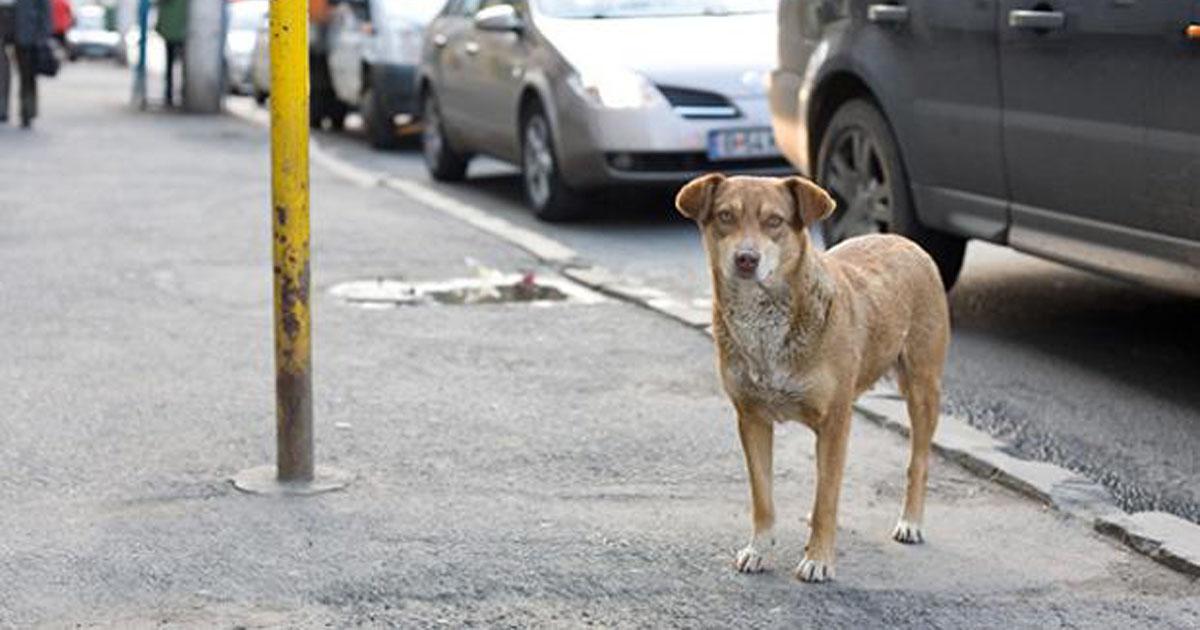 Que se entregue un local para perros abandonados y que el Estado ayude a mantenerlos