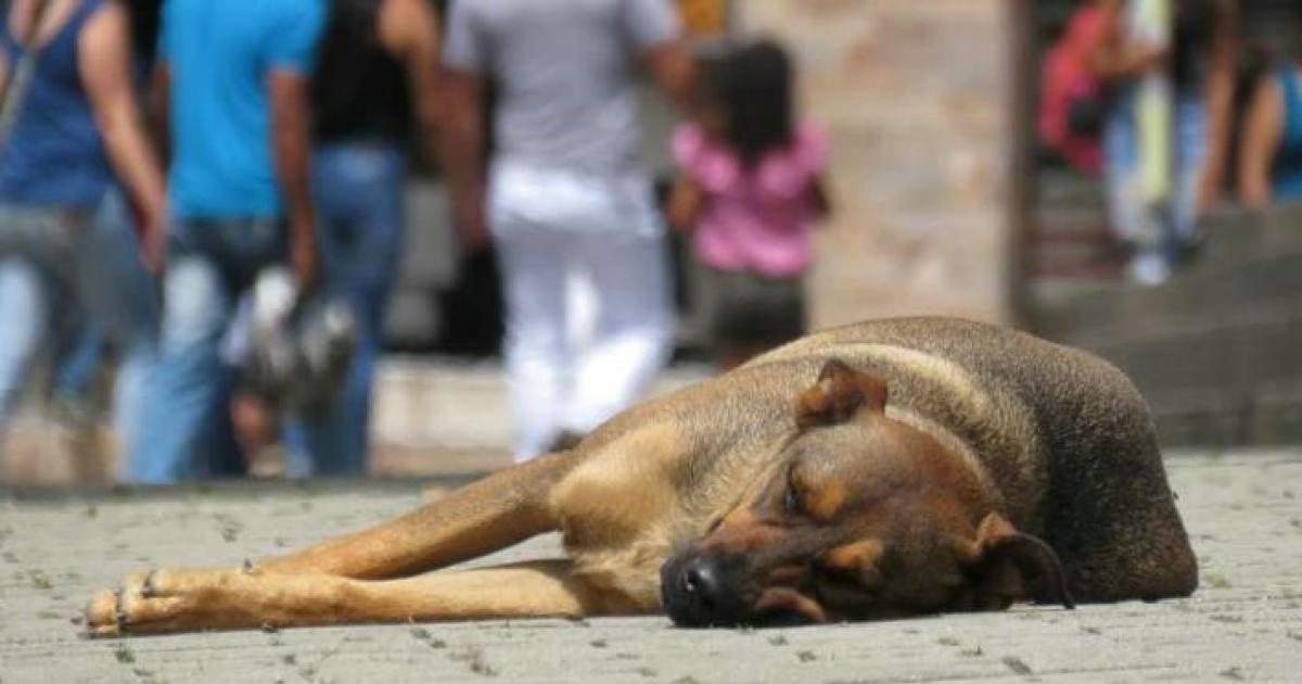 No permitamos que le hagan esto a los perros callejeros