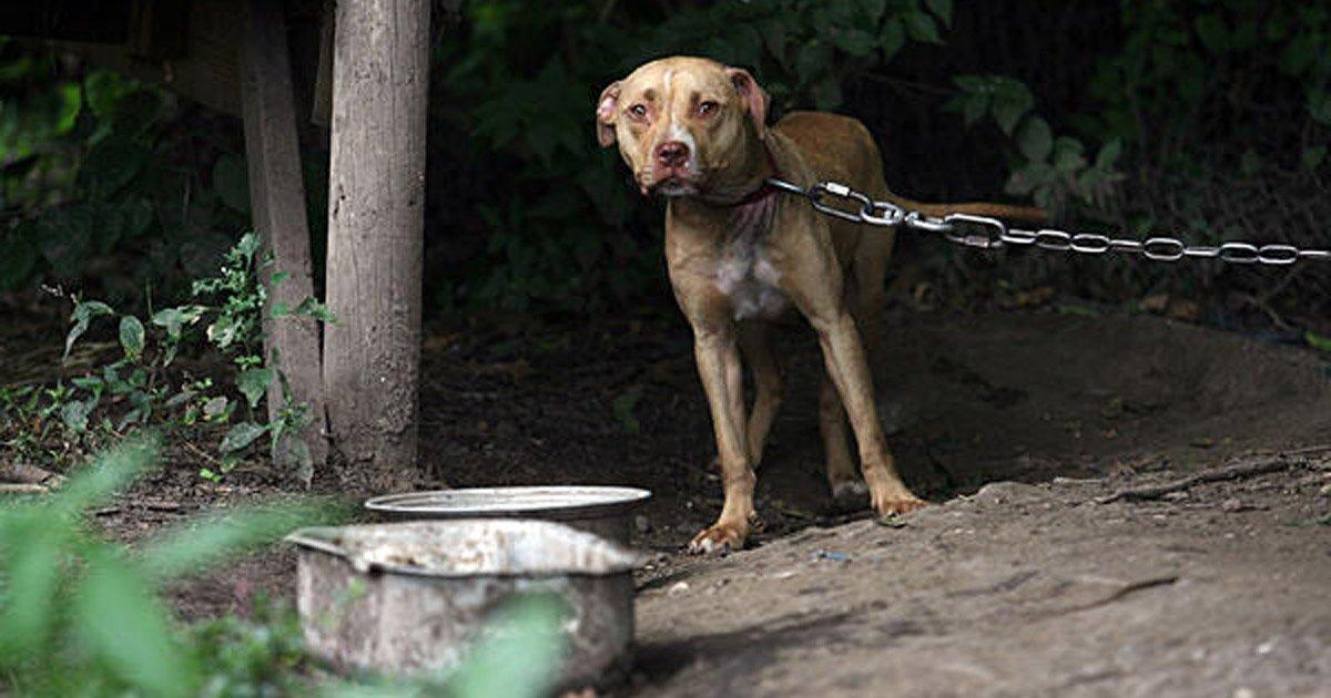 Leyes Más Duras con los Agresores y Respeto a Todos los Animales