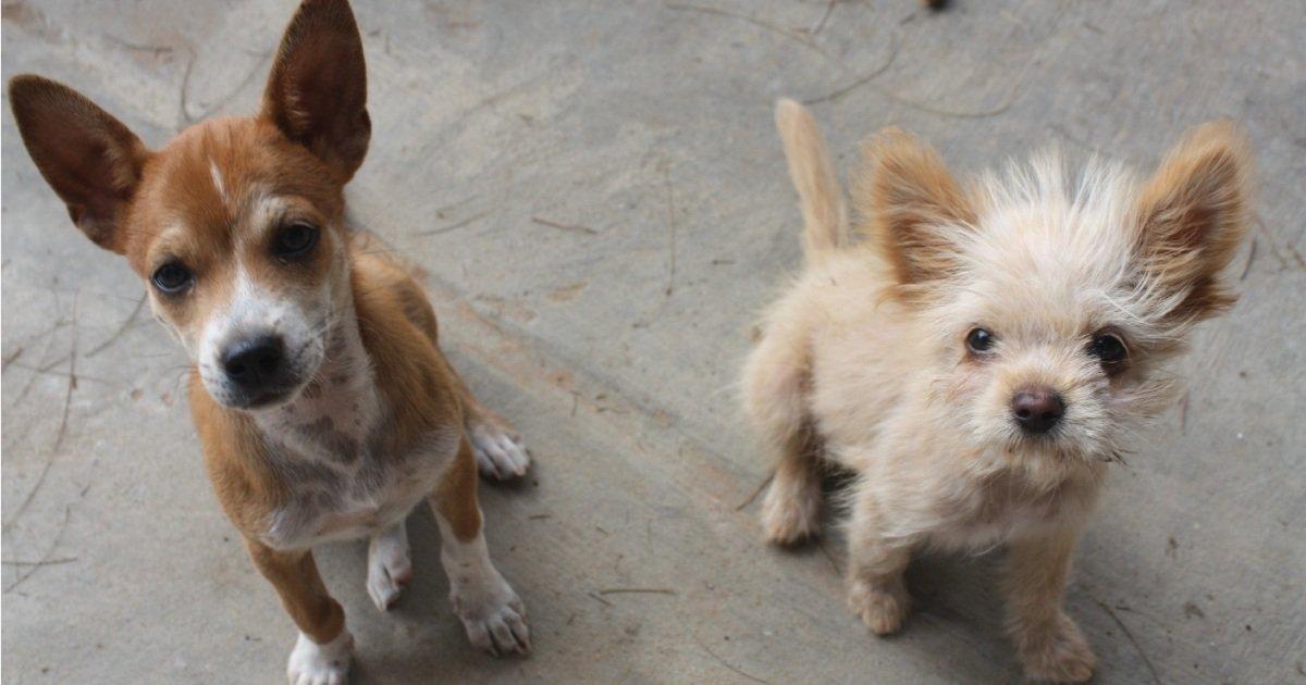 Perros y gatos callejeros tirados. Que se cree área protegida para animales.