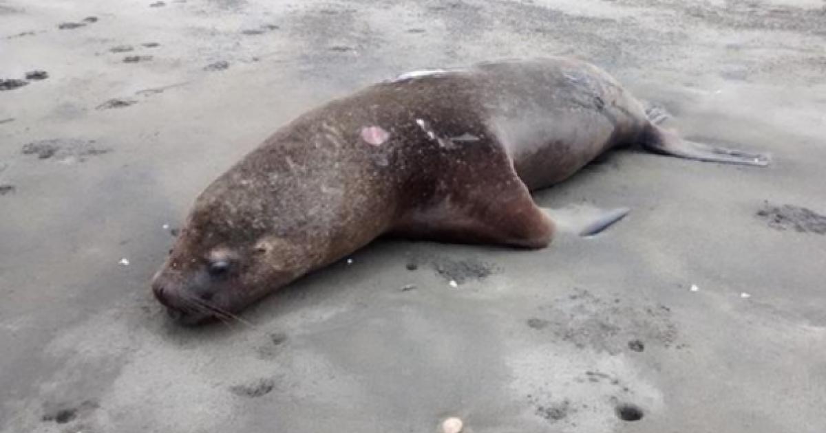 Salvemos a los lobos marinos
