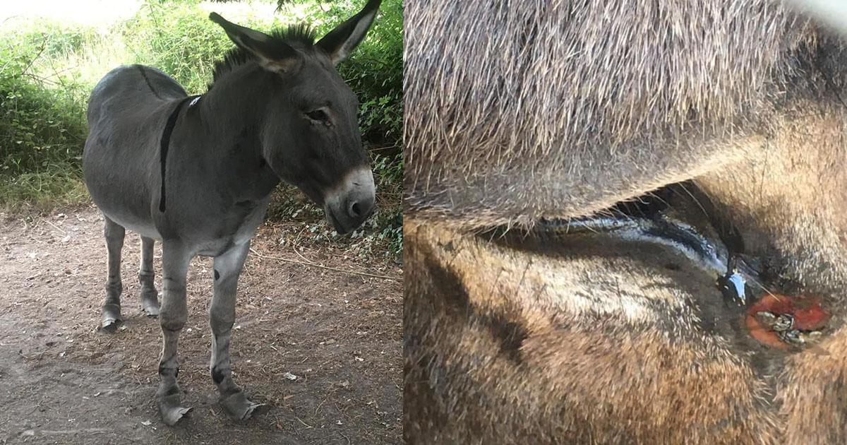 Salvare questi animali dal loro proprietario e trattarli