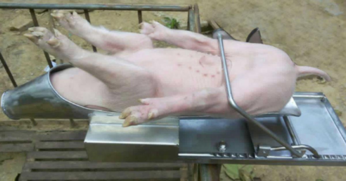 Pare de castrados de porcos de fazenda sem anestesia!