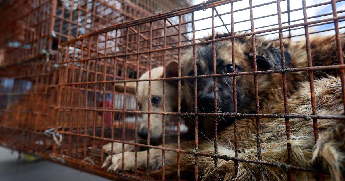 Ensinar civismo e ética como parte obrigatória da luta contra o abuso de animais