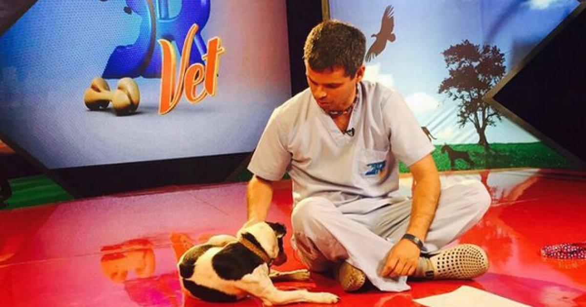 Programa de televisão para dar notícias sobre animais: adotável, abandonado e pedidos de ajuda