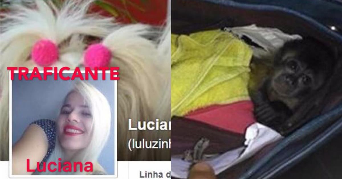 Queremos A Prisão de Luciana Golghetto (Luluzinha), Traficante de ANIMAIS