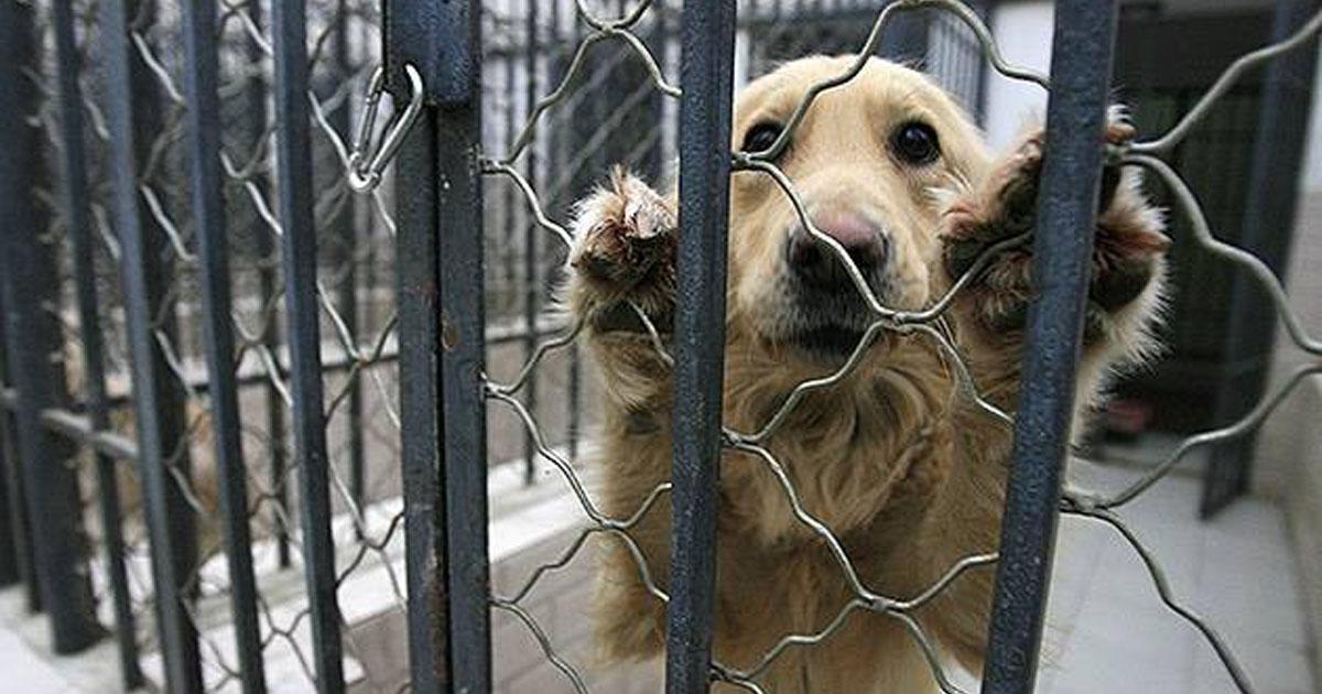 Poner atención a los animales en situaciones de calle o maltrato