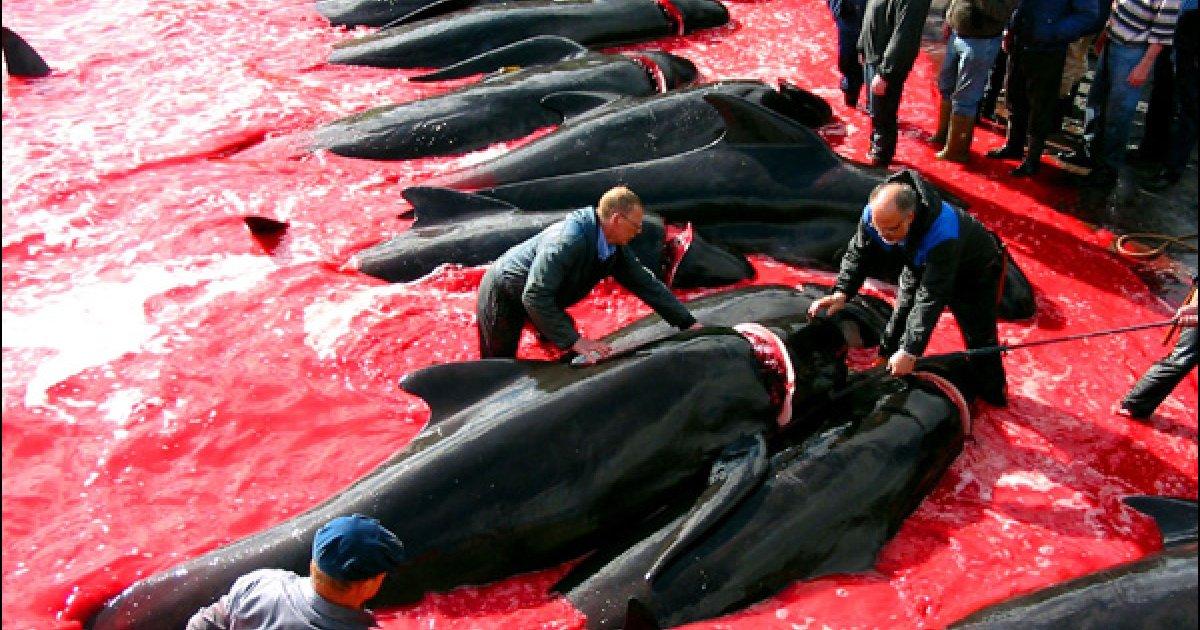 Salvar as baleias 