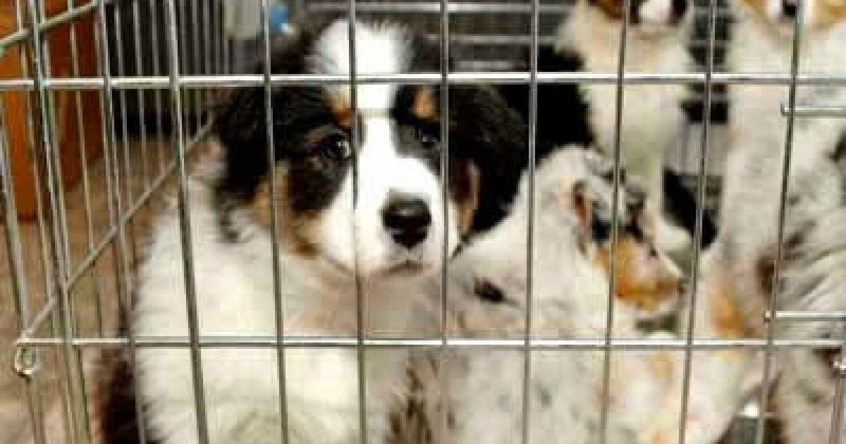 Prohibición de vender animales en tiendas de mascotas o cualquier establecimiento comercial