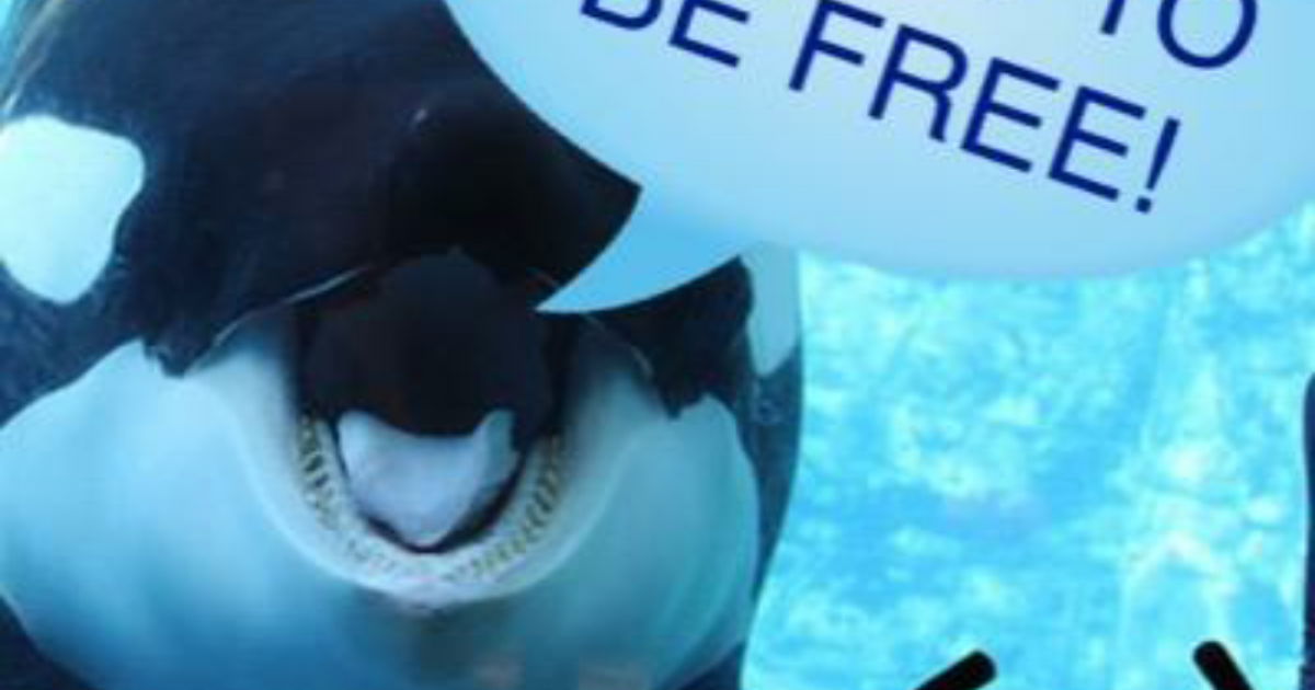 Sauvons l'orque de Loro Parque!