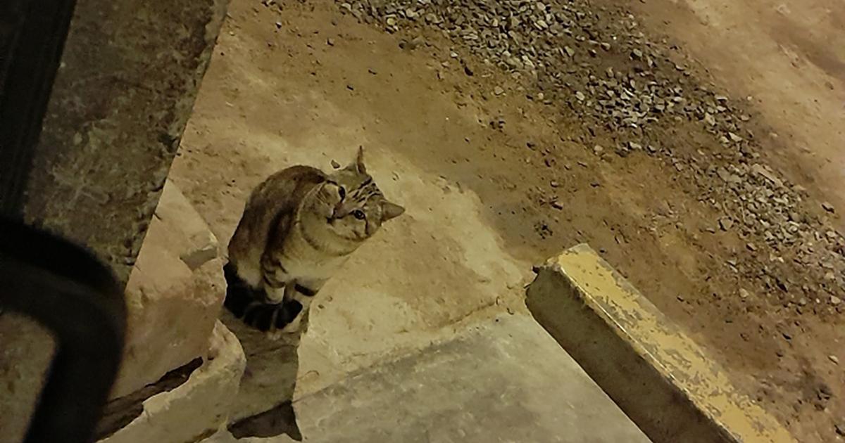 Help the sterilization of cats and dog dogs to avoid if reproduction