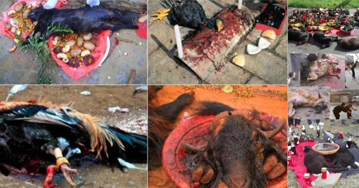 Against the constitutionality of the sacrifice of animals in religions of African origin in Brazil