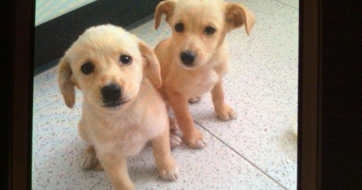 Dejemos de matar aprox. 8000 perros y gatos abandonados anualmente en Gran Canaria