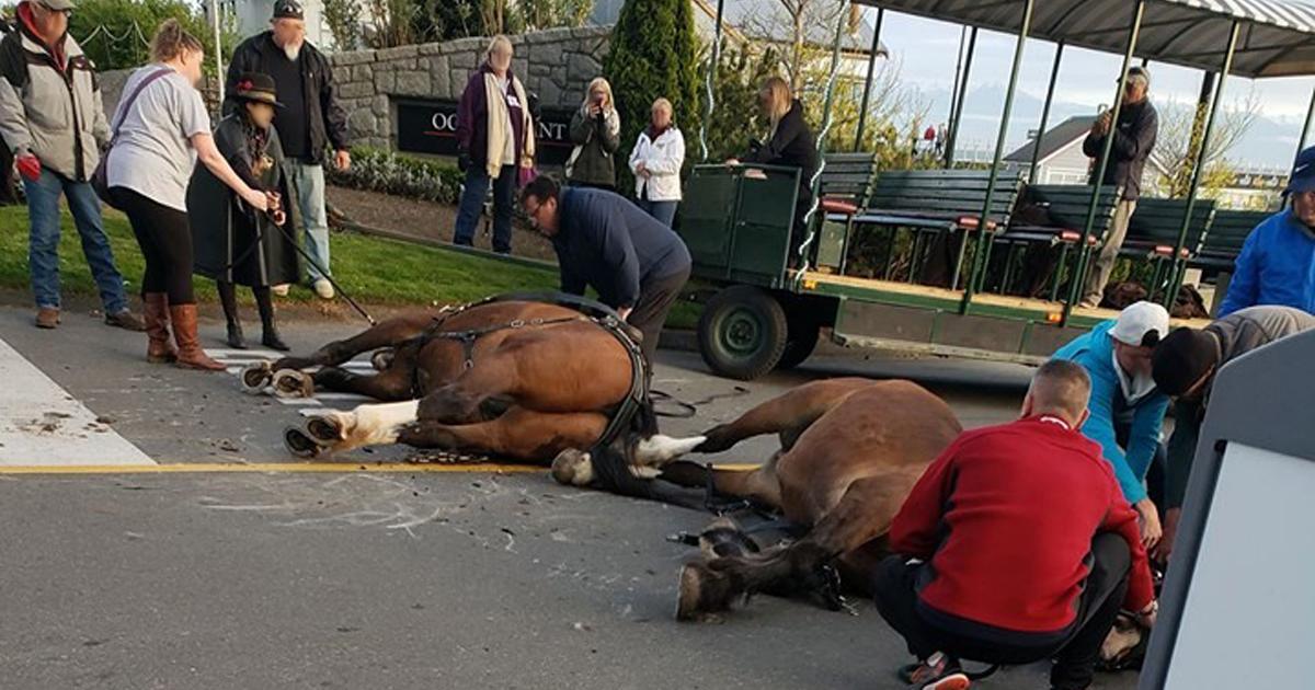 Entregar sus caballos a los santuarios y ponerlos en la cárcel