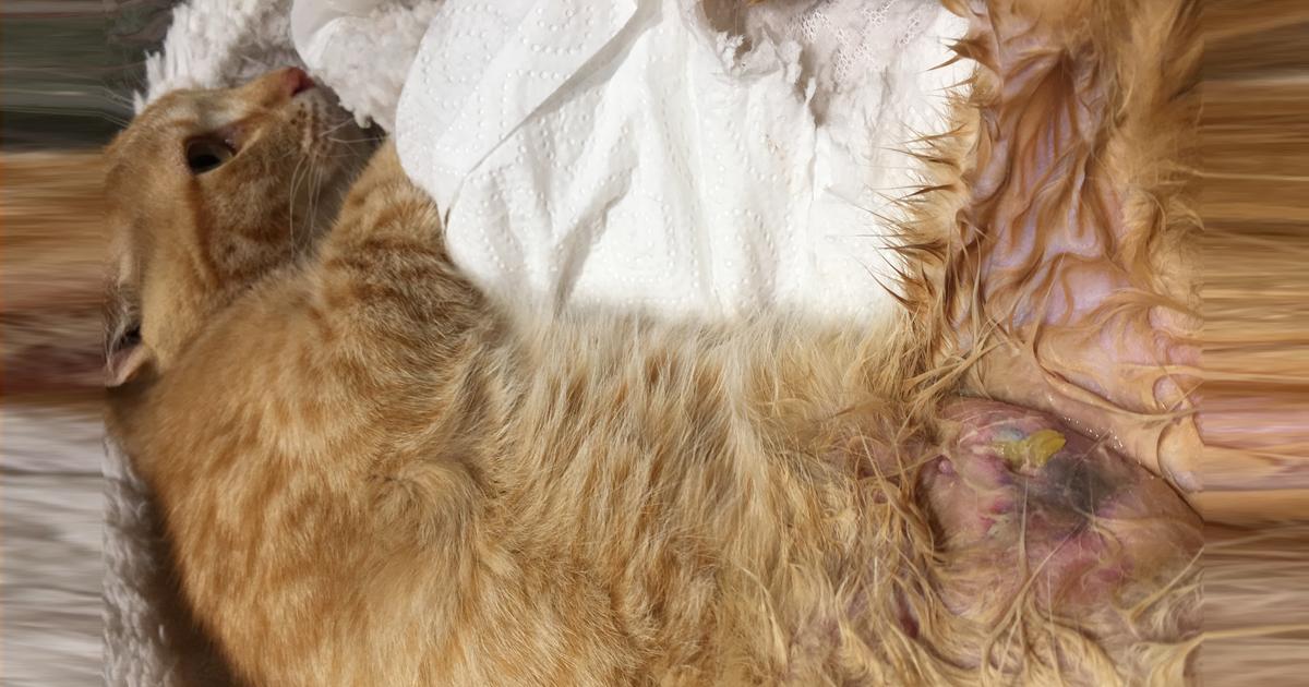 Salvare i gatti di urbanizzazione Les Palmeres il campo da golf Aigüesverds de Reus