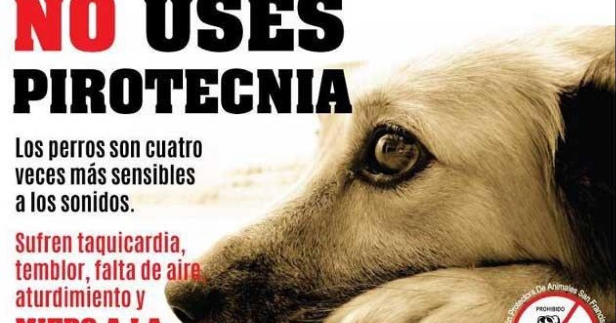 Alto a la pólvora, asusta a los animales provocando que se lancen a las calles desorientados.