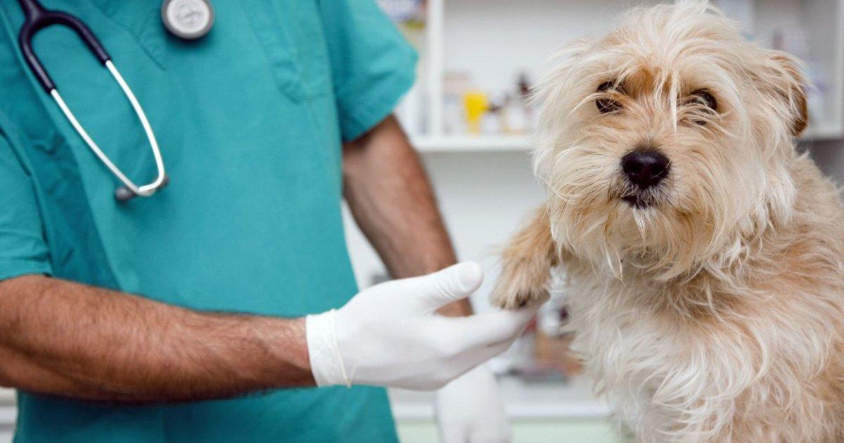 Hôpital public pour tous les animaux, le traitement spécial Même pour les chiens et chats errants