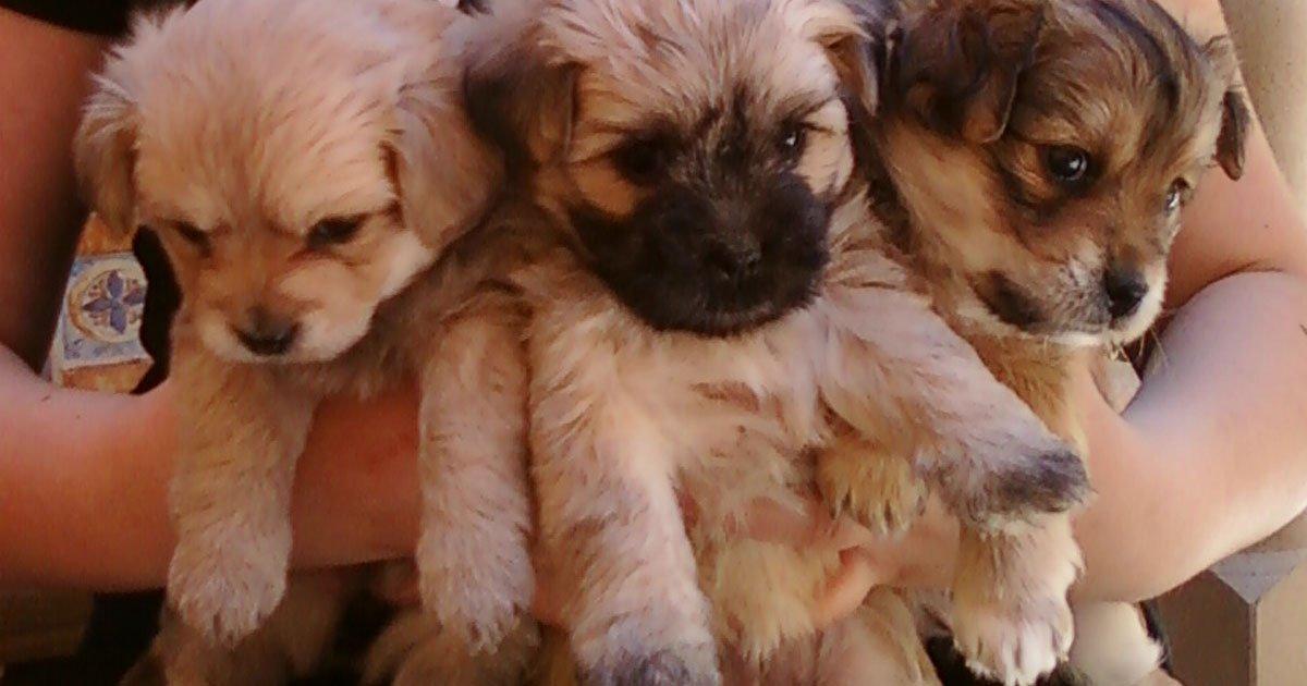 Felican Animal Shelter a besoin d'un terrain pour ramasser plus de chiens abandonnés