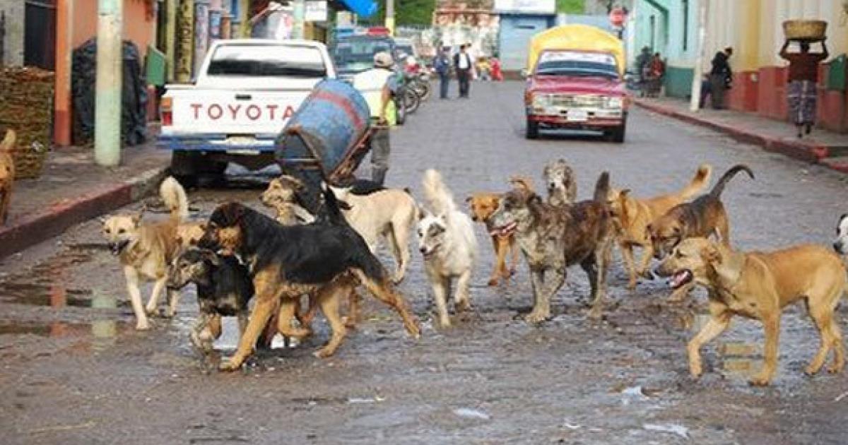 Construir refugios para animales de la calle