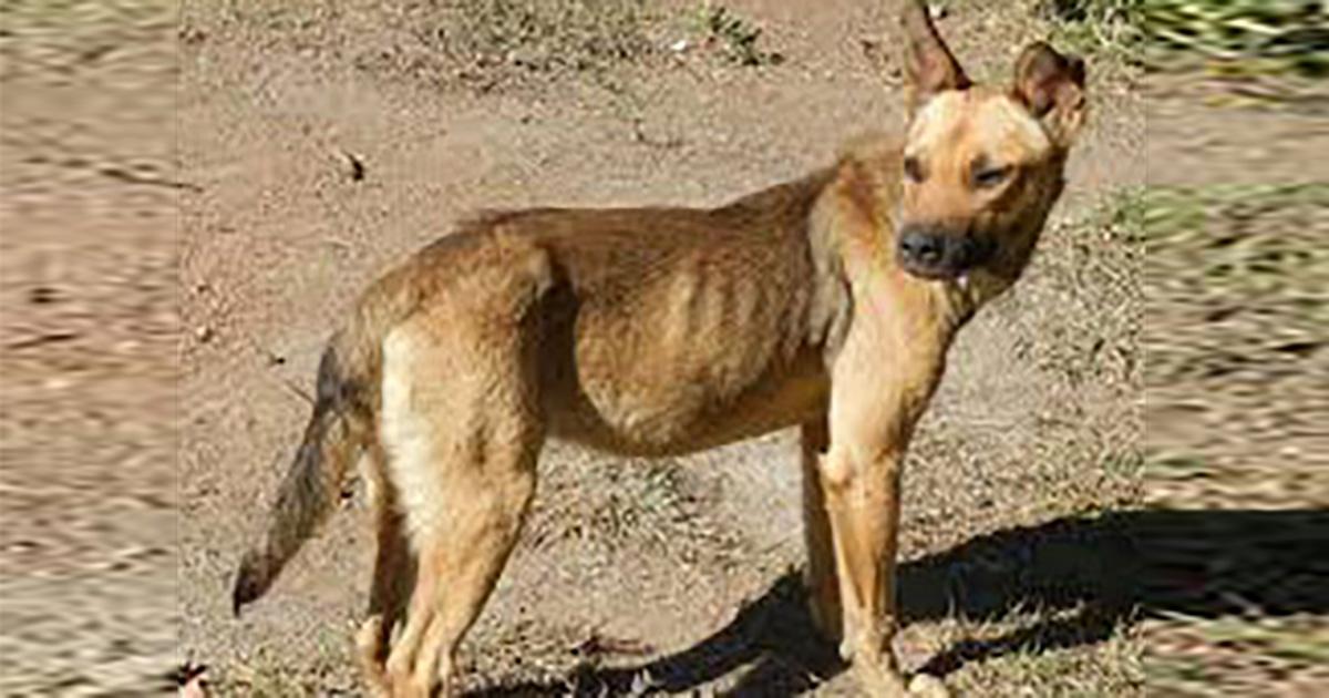 Detener la caza de perros silvestres