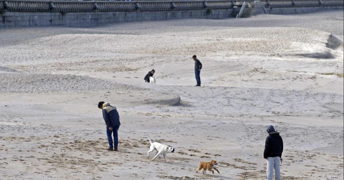 Cambiar ordenanza para evitar denuncias por soltar perros 