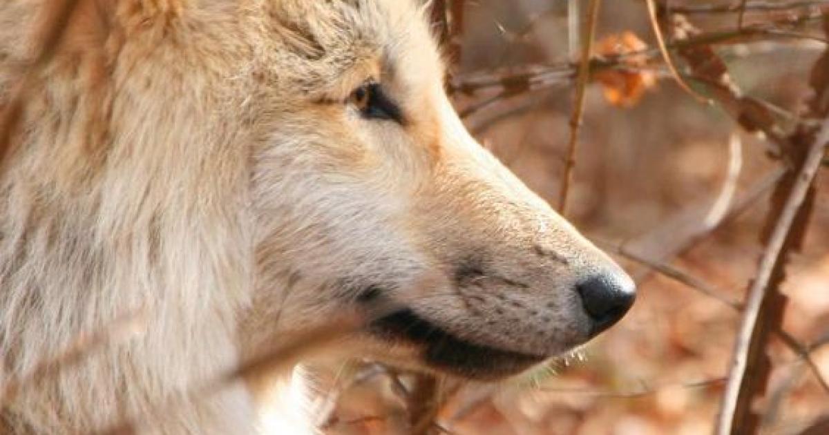 Salvemos a los lobos