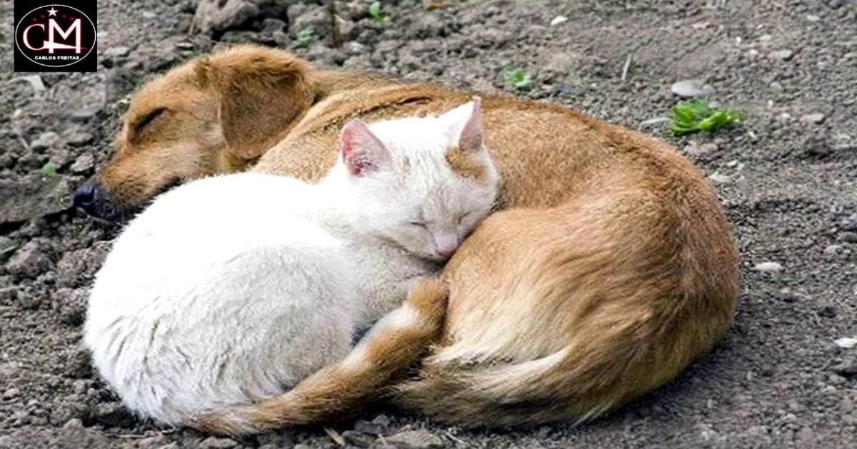 Sancionar a las personas que abandonan animales