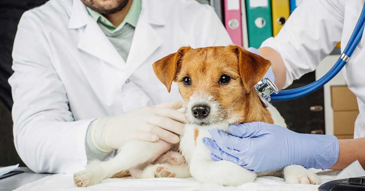 Permitan a los médicos veterinarios el trabajo particular