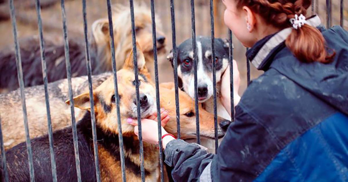 Un refugio para los perros y gatos y NO al abandono y maltrato!