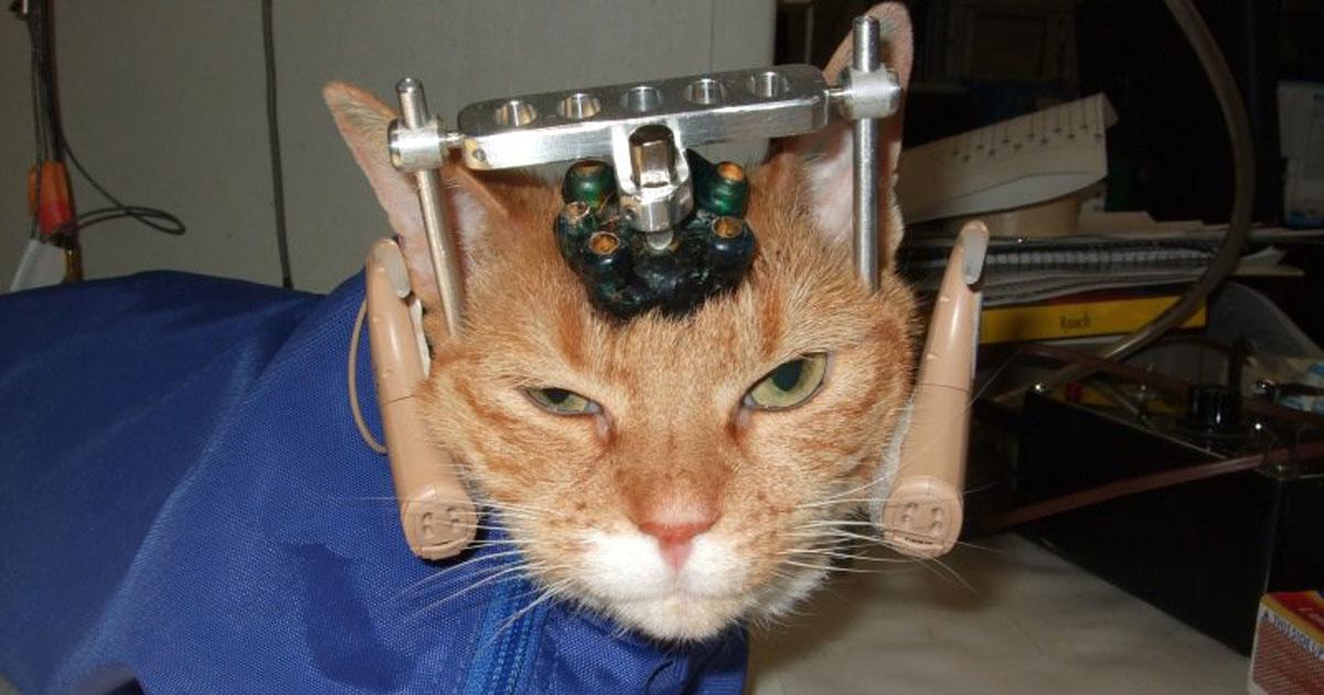 No utilizar animales como experimento en laboratorios