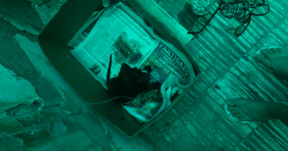 We want a public veterinary hospital