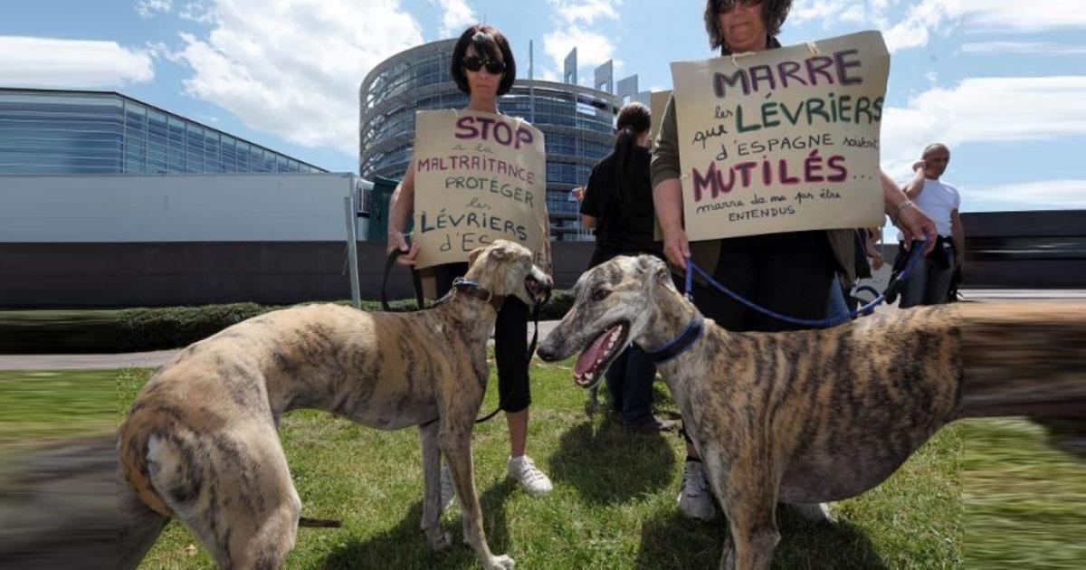 Atrapa a los asesinos, porque necesitamos una nueva Ley Contra el Maltrato Animal