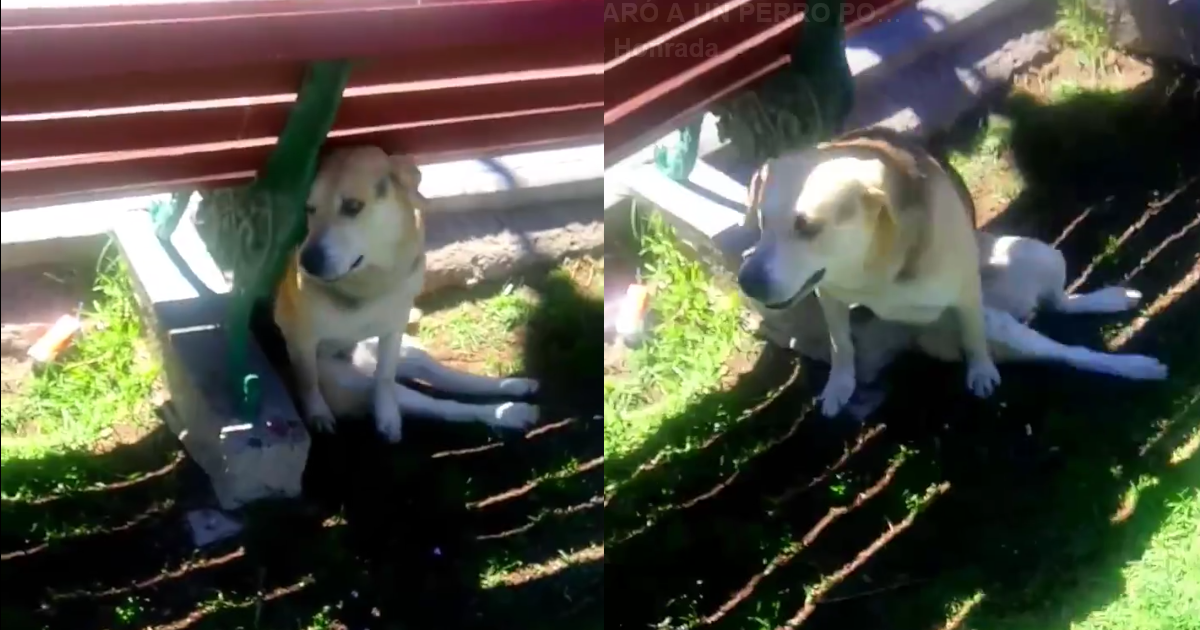 Qué se castigue a Carabinero que disparó contra un perrito de la calle que defendía a un vago que era su amo!