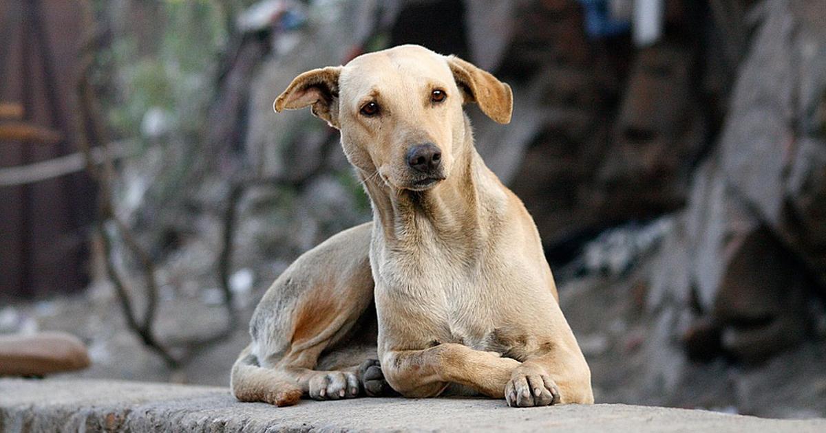 Muchos perros abandonados en la ciudad de Bogotá