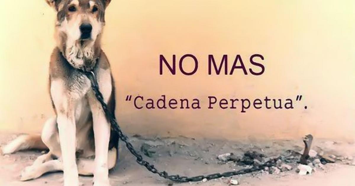 No a la cadena perpetua para animales