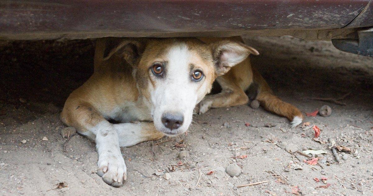 Sauvez les chiens! Ne les laissez pas mourir!