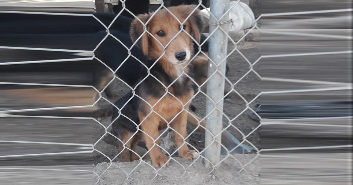 En estas instalaciones los perros se encuentran en mal estado, son indiscriminadamente sacrificados, mueren de hipotermia, etc