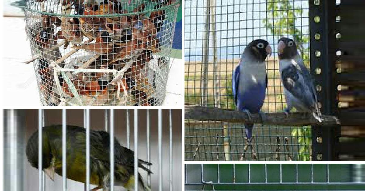 Crear Leyes que prohíban y castiguen a los traficantes, vendedores y compradores de aves