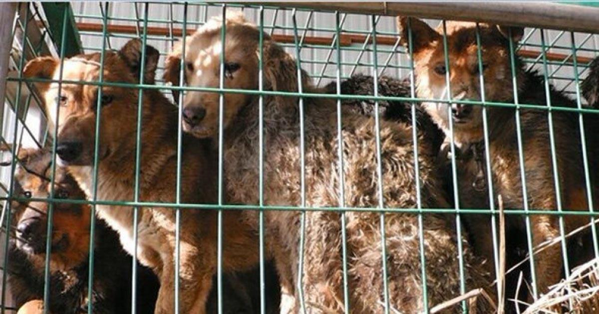 Salvar e impedir os maus tratos e abate de animais abandonados que aparecem no santuário
