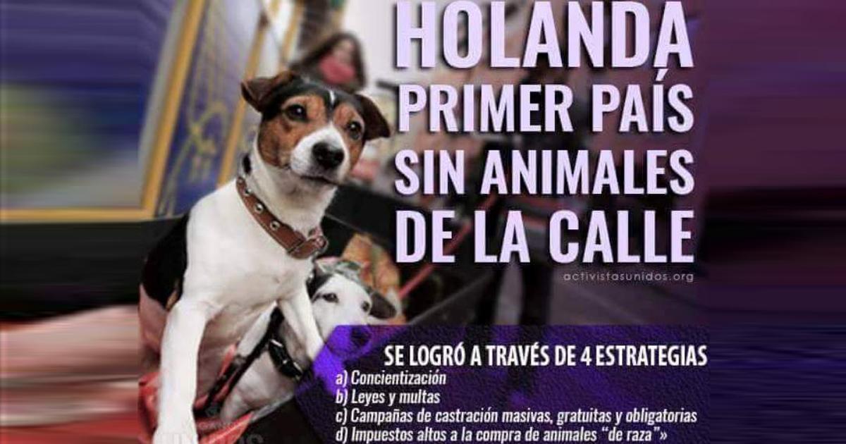 Let us end animal abuse in Spain