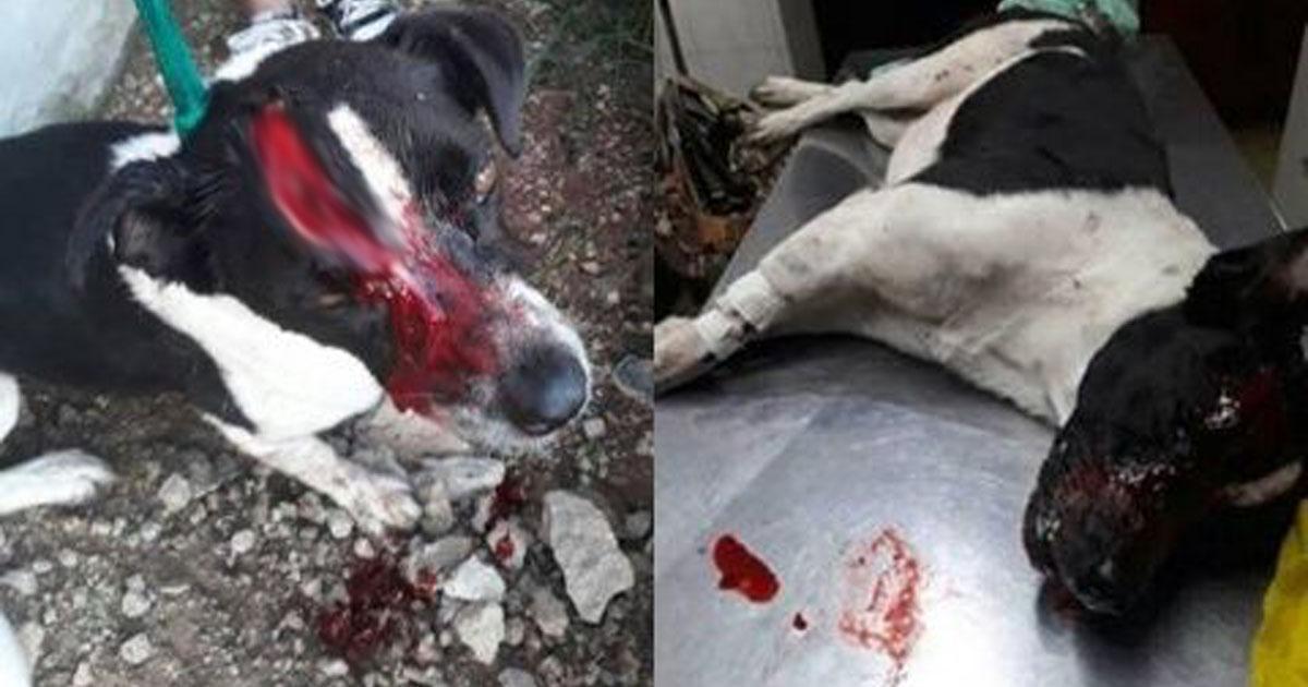 They rape, cut and burn dogs alive in Parana and Santa Fe, we want them to send investigators!
